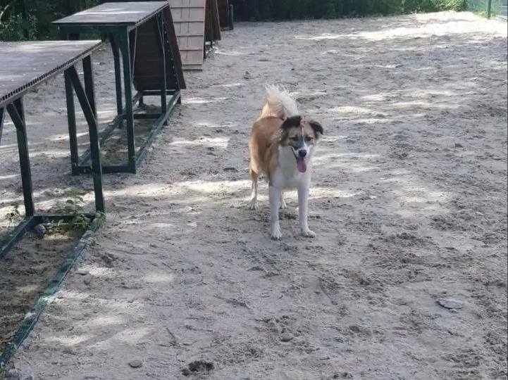 Три года счастья с Лаки ❤️🐶