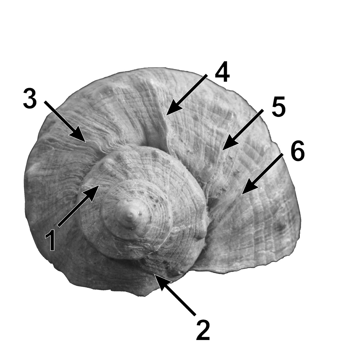 Раковина рапаны с нерестовыми отметками. (Из:  Khoroshutina O., Pierce G. J., Lishchenko F. Statoliths of Rapana venosa (Valenciennes, 1846): Microstructure, application for age determination and growth modelling // Regional Studies in Marine Science. 2024. Vol. 74. Art. 103527. )