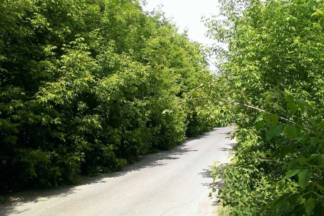 Клен захватывает обочины дорог и тротуаров, разрушает асфальт.