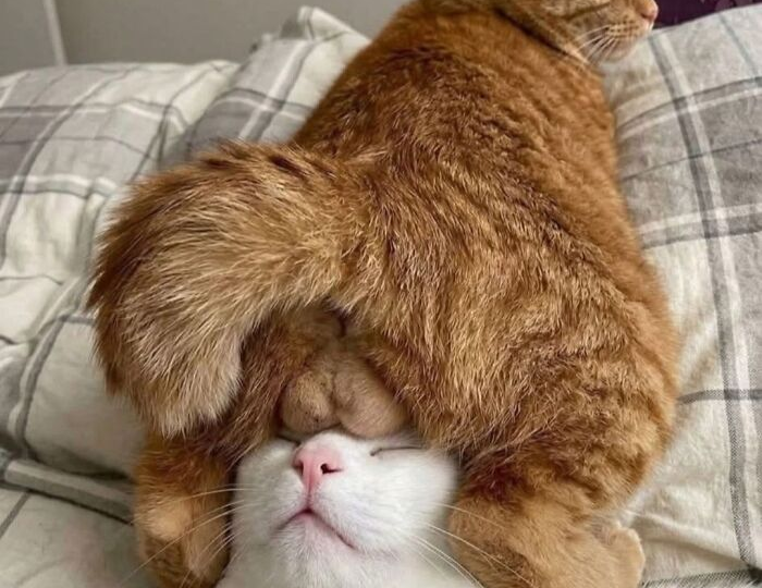 12 забавных фотографий кошек, которые помогут вам снять стресс от рабочей недели