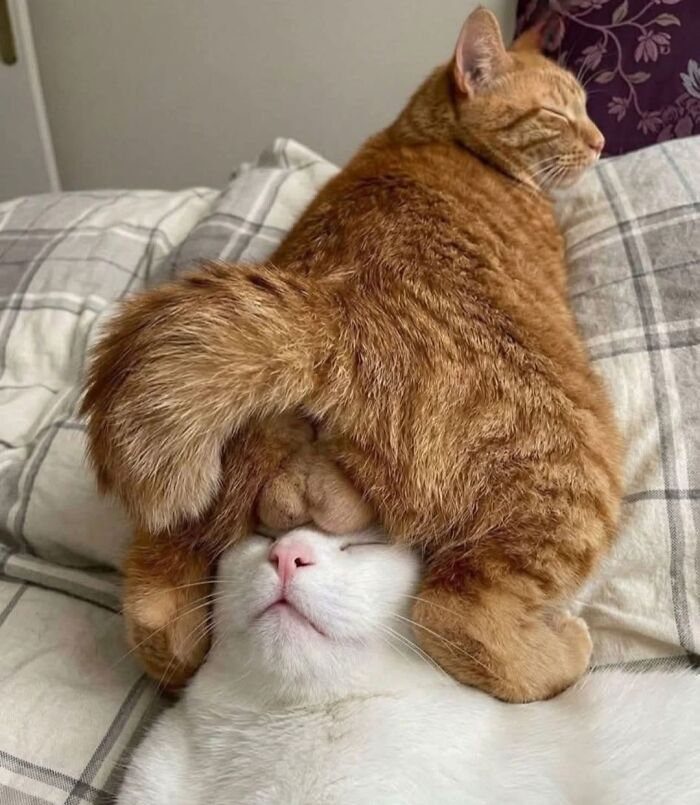 Источник: «Fotos de animais fofos pra voce desestressar»