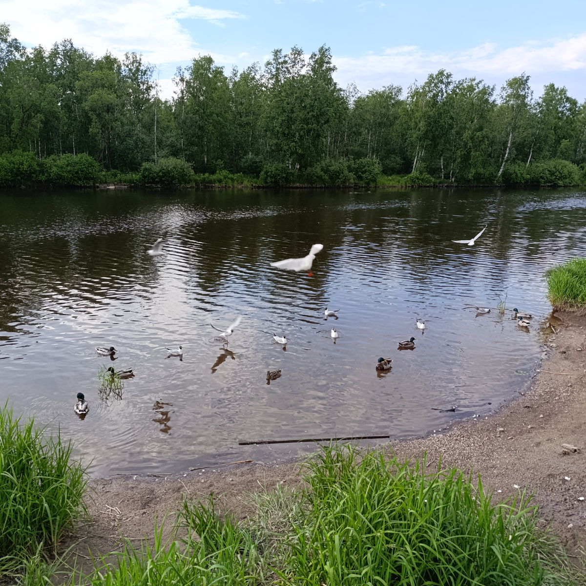 В сквере..так хорошо..лето!Утки,чайки.Их подкармливают гуляющие..в основном хлебом.