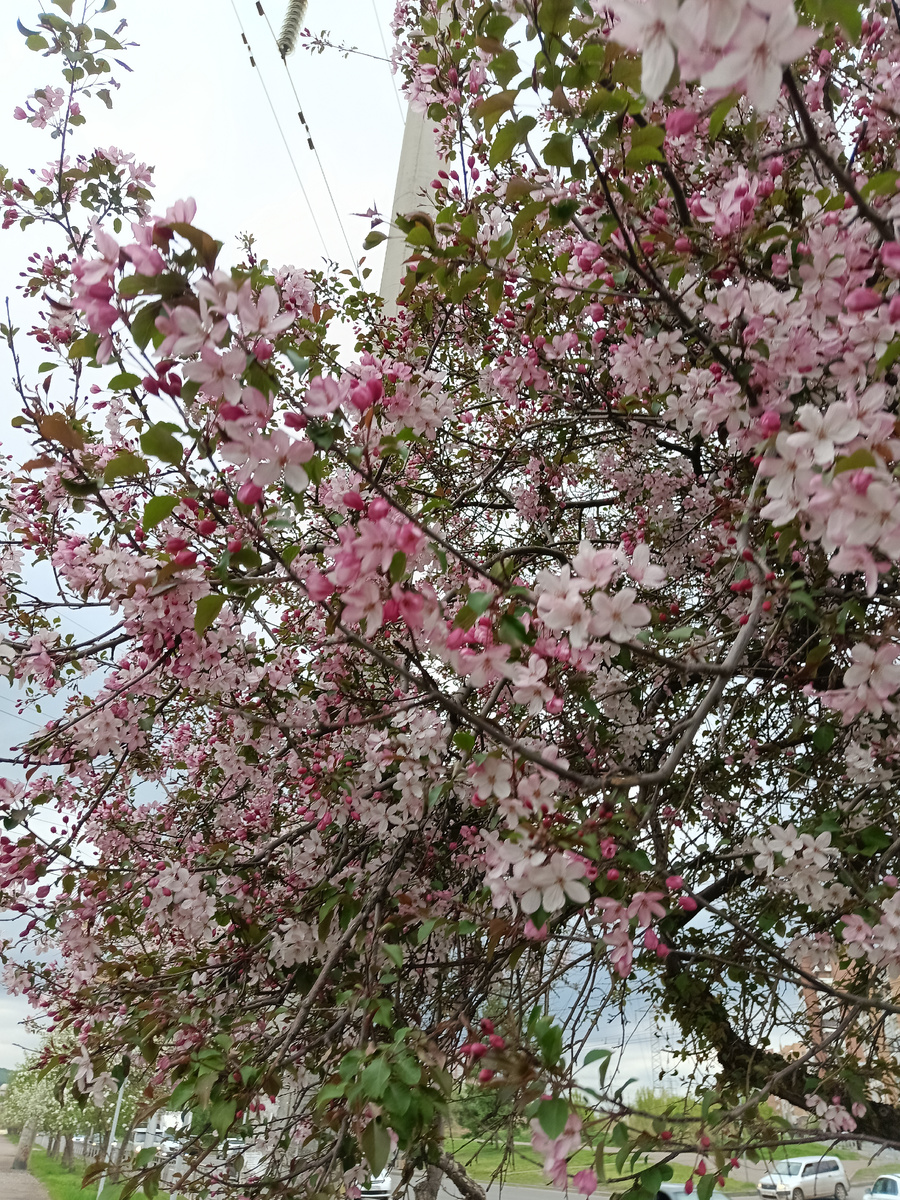 Декоративная яблоня в городе