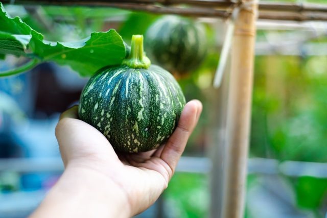 10 самых вкусных сортов мелкоплодных тыкв для дачи  📷

