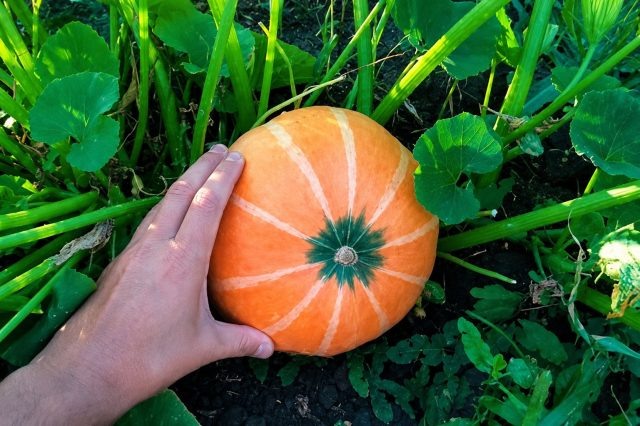 Сорт тыквы Амазонка  📷
