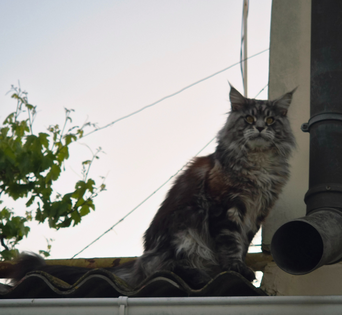 Евпаторийские коты