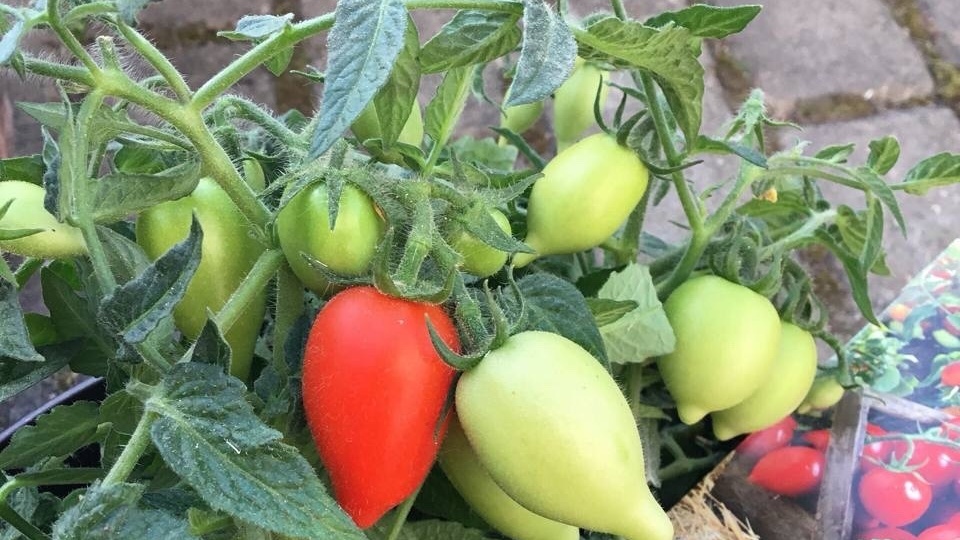 🍓Сезон клубнички начался!