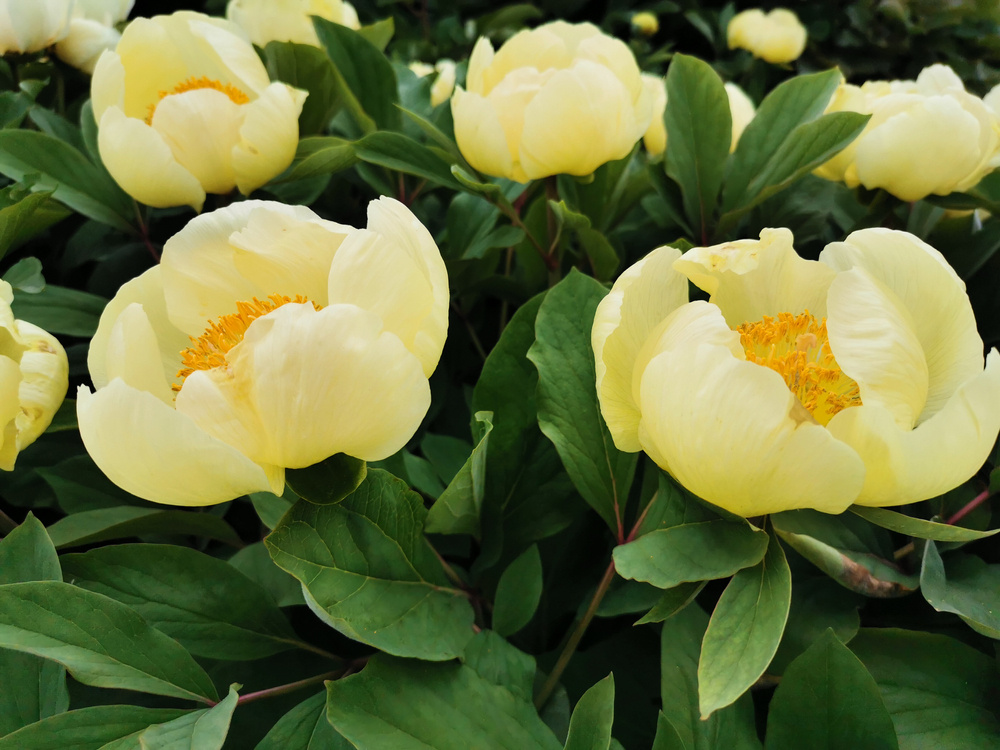    Пион Млокосевича (Paeonia mlokosewitschii)