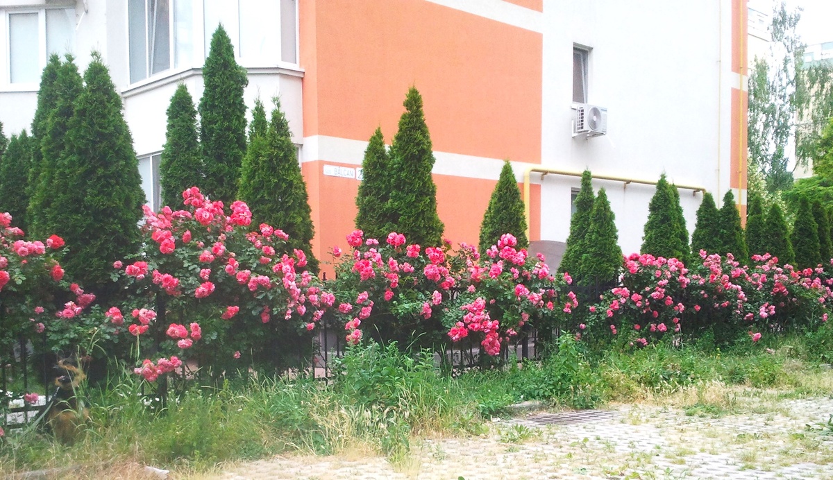 Фото автора