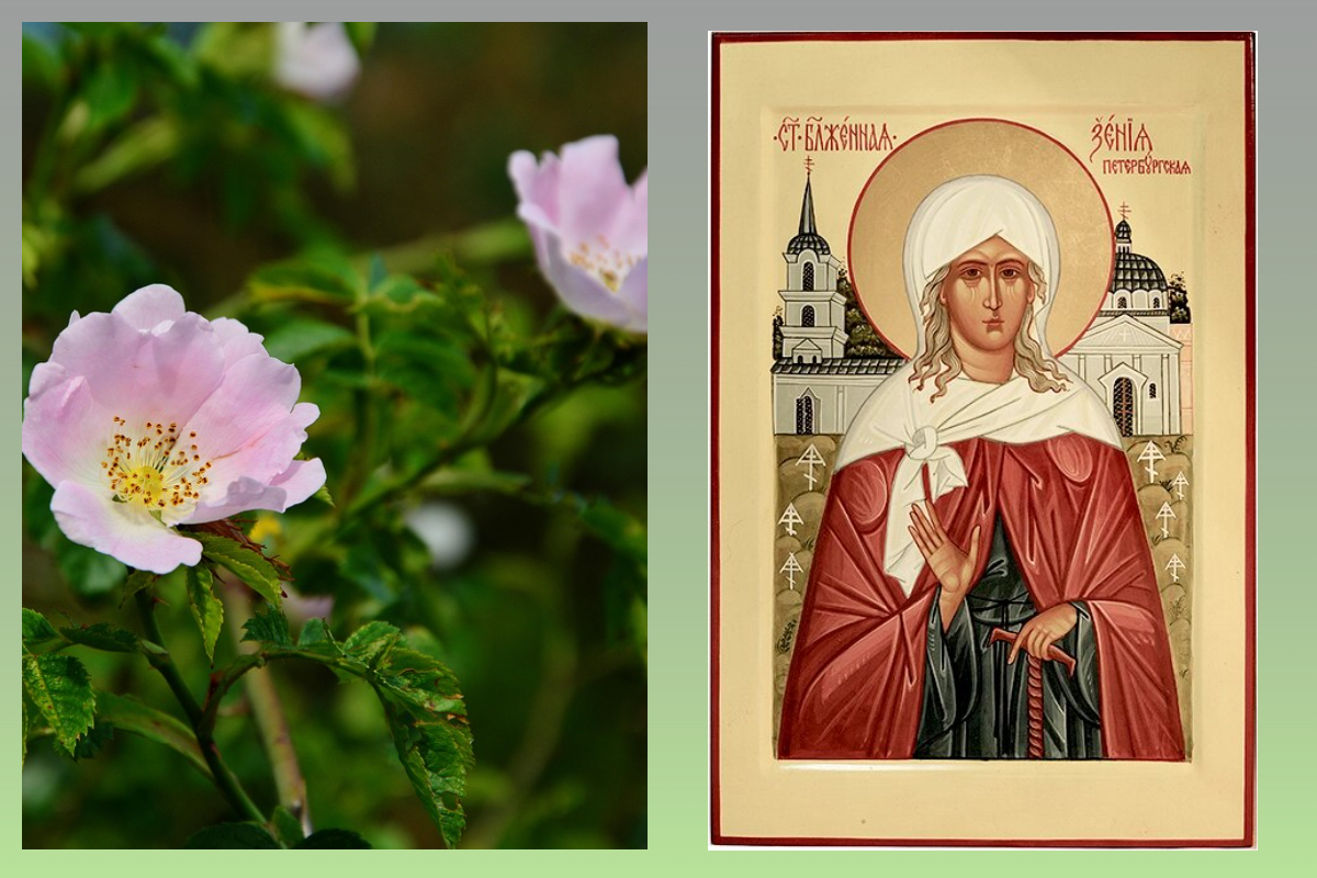 Блж. Ксения Петербургская, Шиповник/pixabay.com