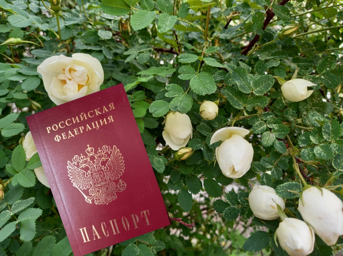 Коллаж автора.