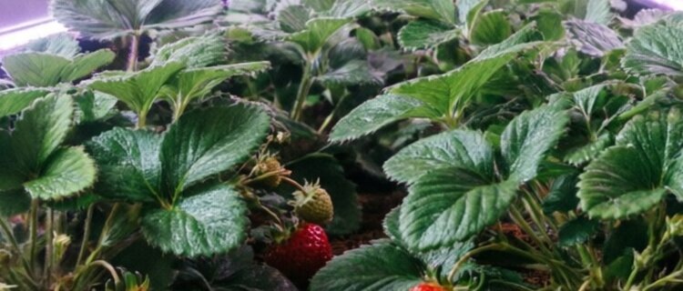    Фото: Медведева Анна, AgroXXI.ru