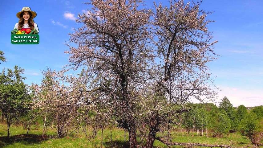 Старая яблоня. 