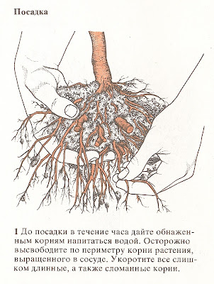 Плодовые культуры в горшках и кадках