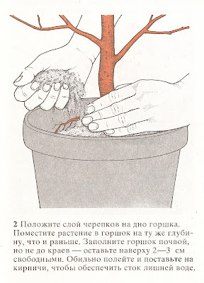 Плодовые культуры в горшках и кадках