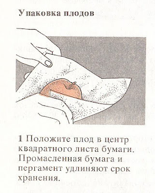 Как хранить плоды, грибы и ягоды
