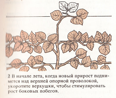 Как выращивать плодовые культуры теплых областей умеренной зоны