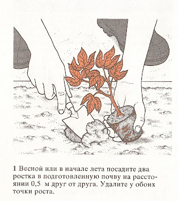 Как выращивать Страстоцвет