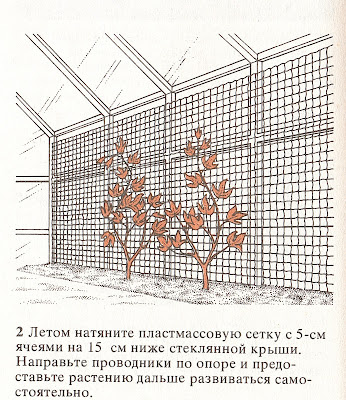 Как выращивать Страстоцвет