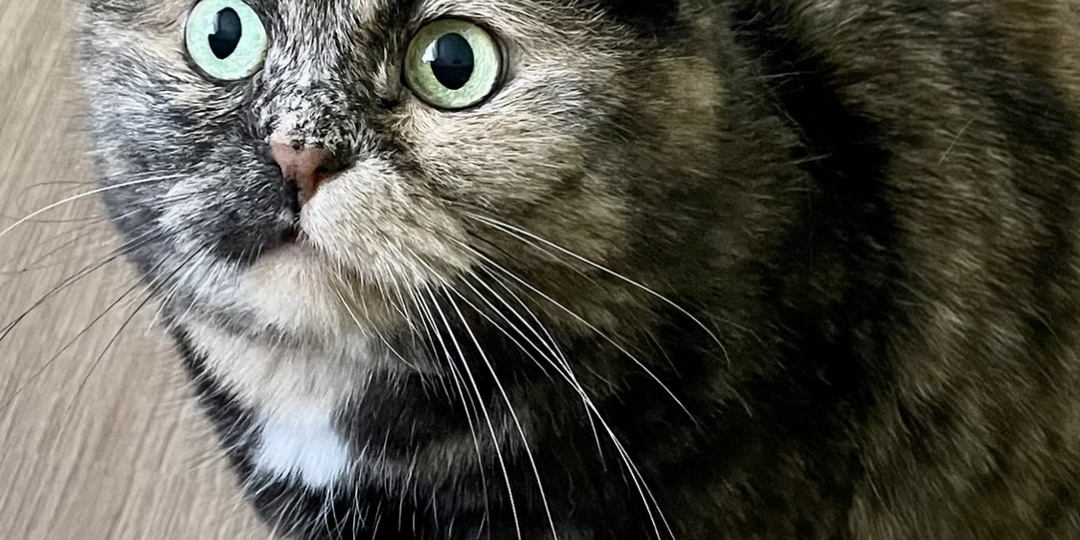 Кошка разбудила ночью, чтобы предупредить