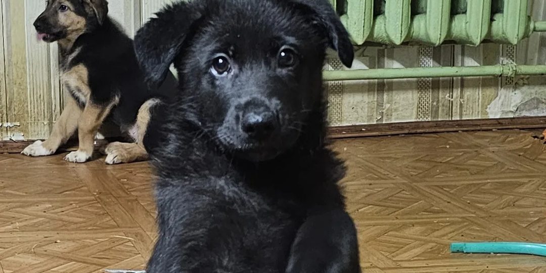 Собакам приюта нечего есть, помогите спасти от голода! СОС!!;...