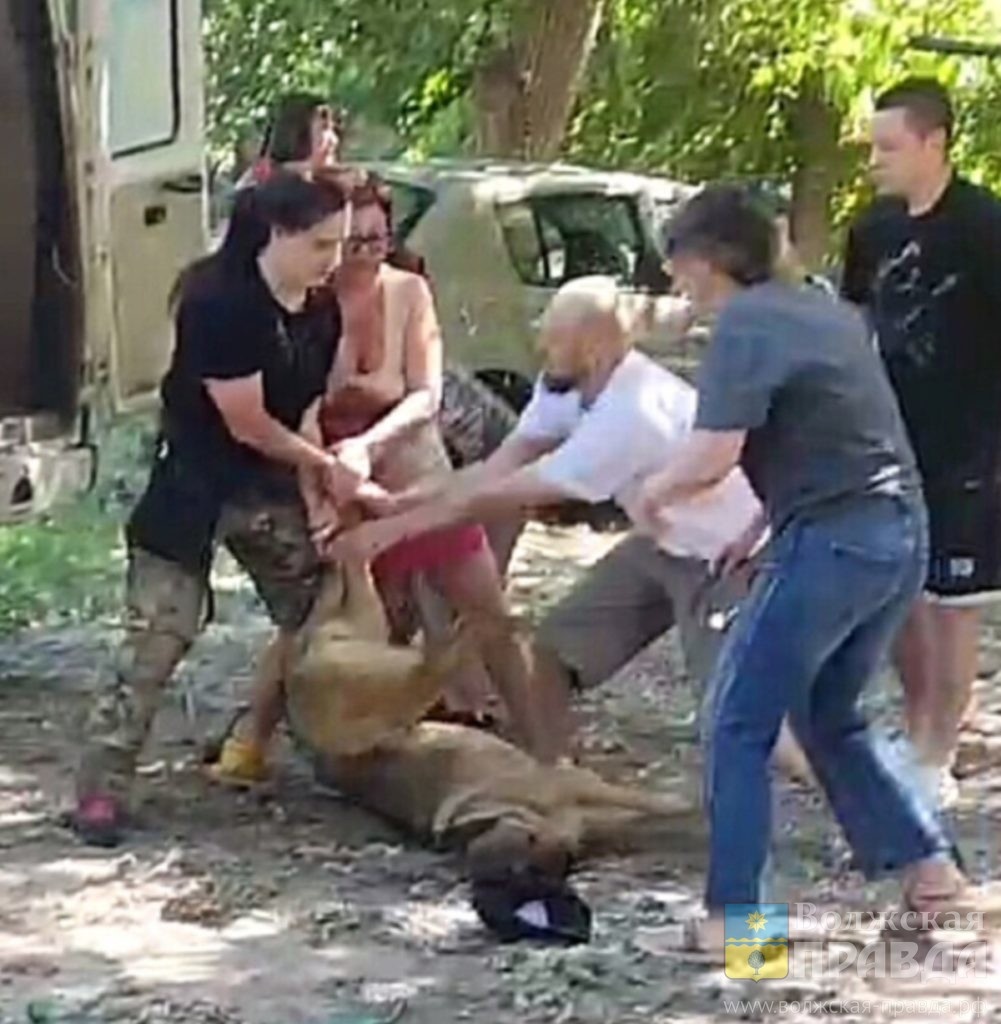 Скриншот с видео ВК-сообщества "ЗА Животных! НЕТ живодëрам!"📷    «Пырни меня, пырни»: волгоградцы, напавшие на сотрудницу отлова, готовят коллективное обращение
