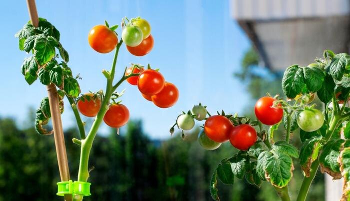 Обложка © Shutterstock / FOTODOM / Kcuxen