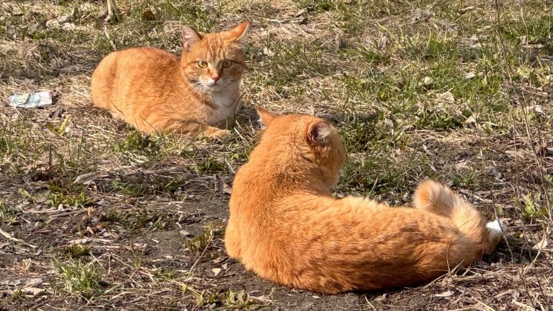     Кошки. Коты. Питомцы. Екатерина Карзова