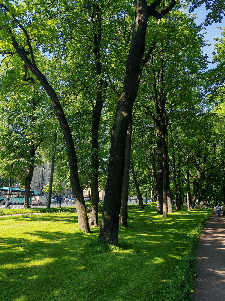 Свежая зелень, яркое солнце.