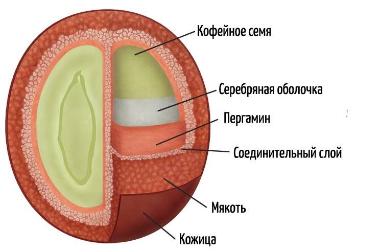 Строение кофейного плода [III]