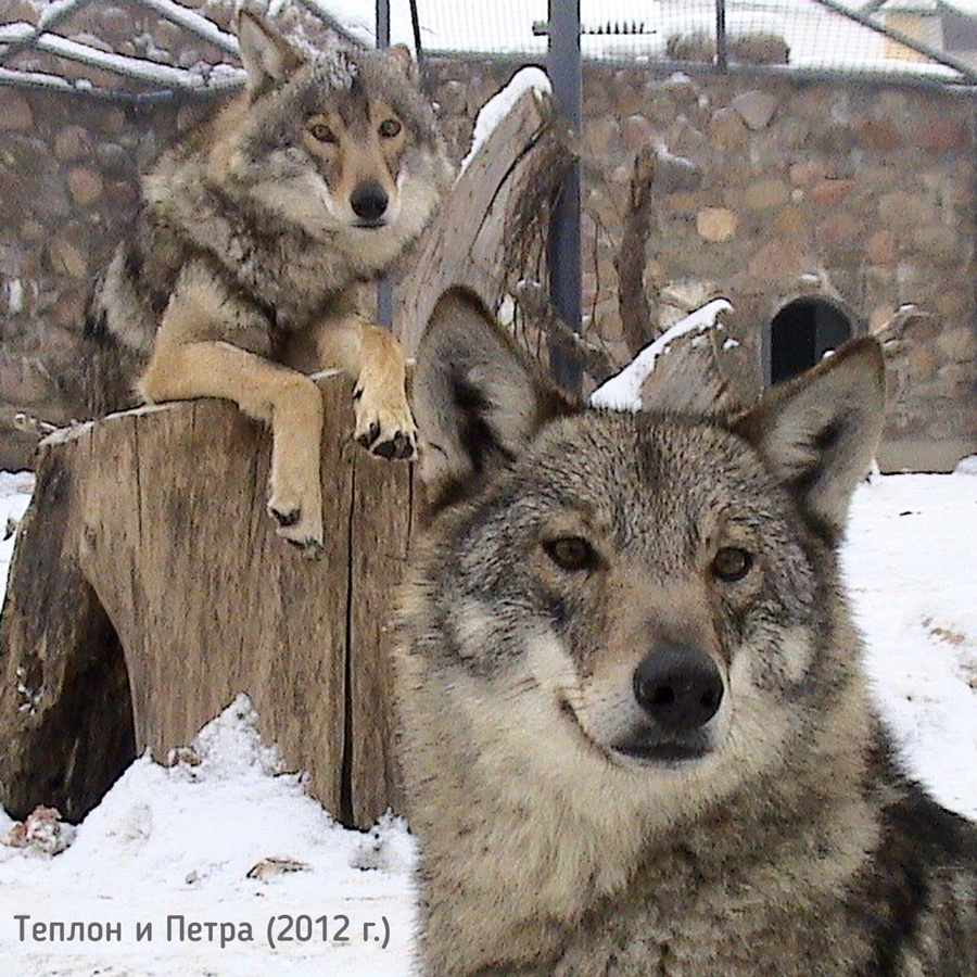    Фото: Гродненский зоопарк / Telegram