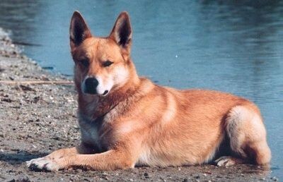 Источник: https://ru.pinterest.com/pin/american-indian-dog-breed-information-and-pictures--194640015122340930/