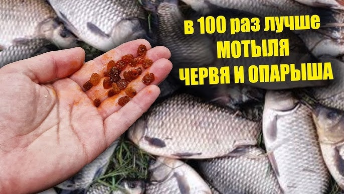 Секретная прикормка на карася. Карась дуреет с такой прикормки