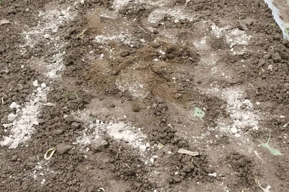 Сыплю прямо по влажной земле после прополки. Она должна лечь легкой пудрой, чтобы не обжечь корни моркови.   