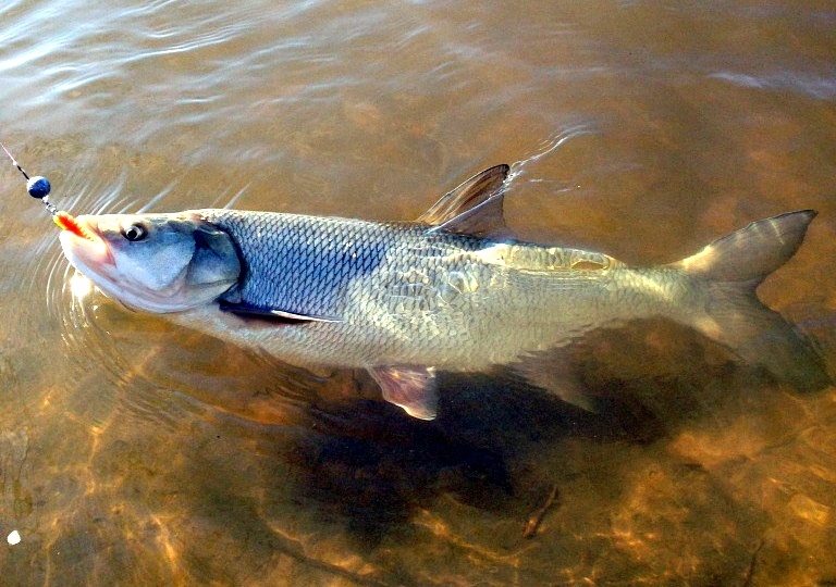 🎣 Секреты ловли жереха на спиннинг: где, когда и на что ловить хищника в 2026 году