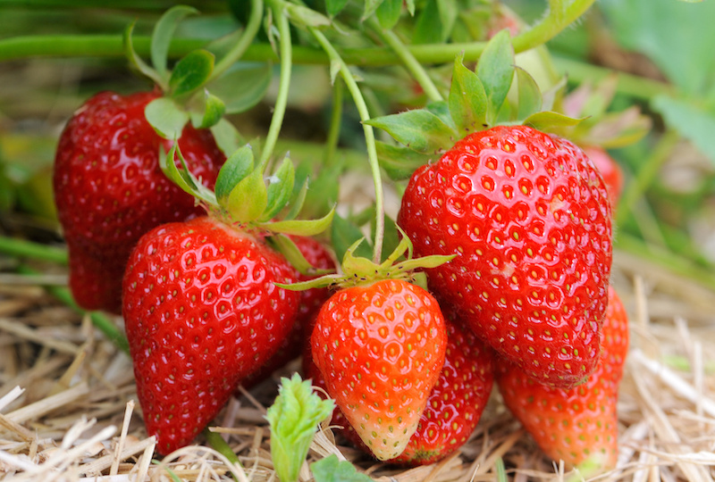 🍓 Килограмм с куста клубники: реально ли это и как этого добиться