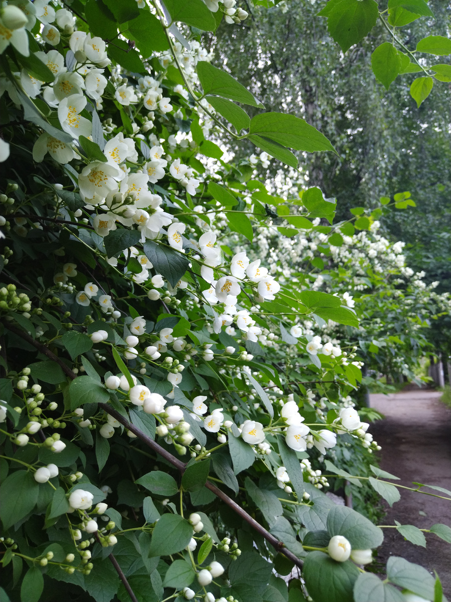 Настоящего жасмина у нас нет