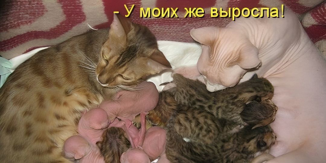 Мемы с котиками для отличного настроения: 15 смешных фото про кошачью любовь с когтями