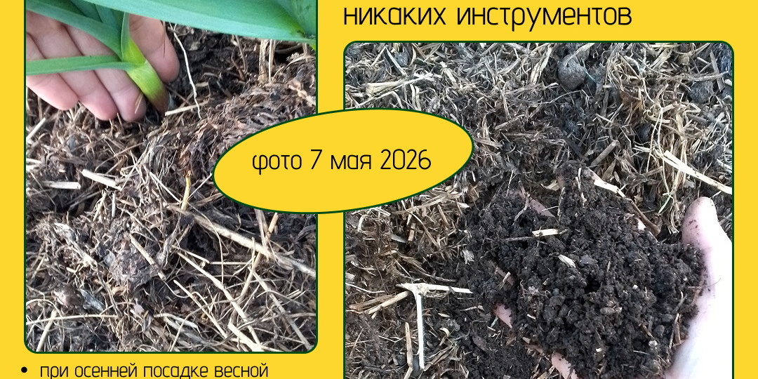 Углеродный секрет: почему мульча из компоста работает, даже если вы ничего не понимаете в химии