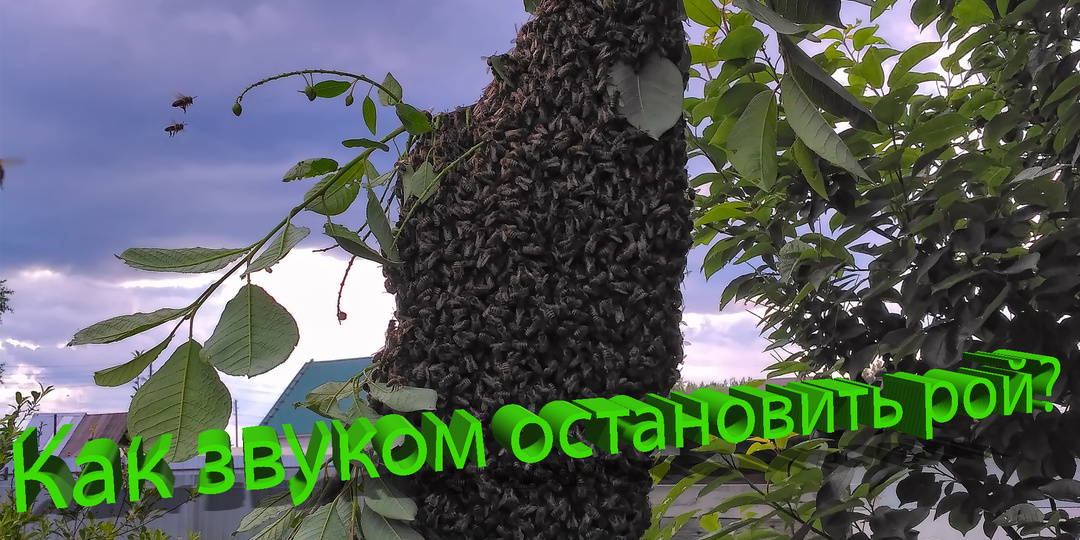 Остановить рой звуком: работает или нет? Отвечает профессор Кашковский 🐝🔊