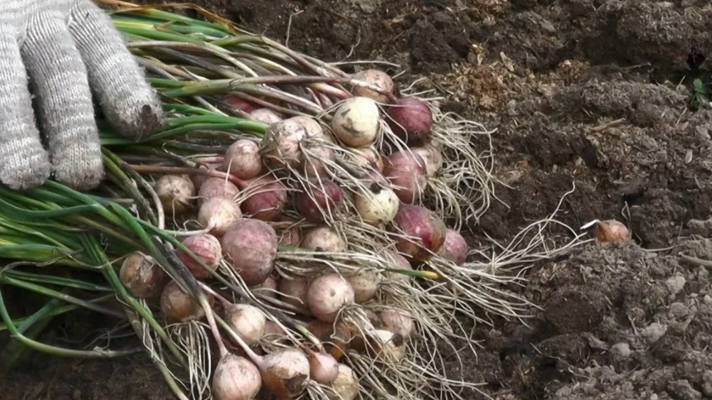 Долгие годы я выкапывал чеснок и молча расстраивался: головки выходили мелкие, рыхлые, с тонкой шелухой.