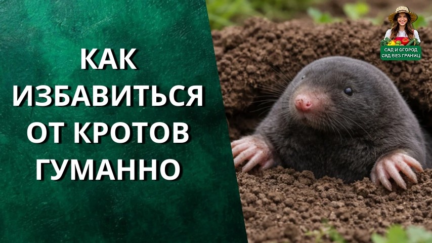Как избавиться от кротов на участке гуманно.