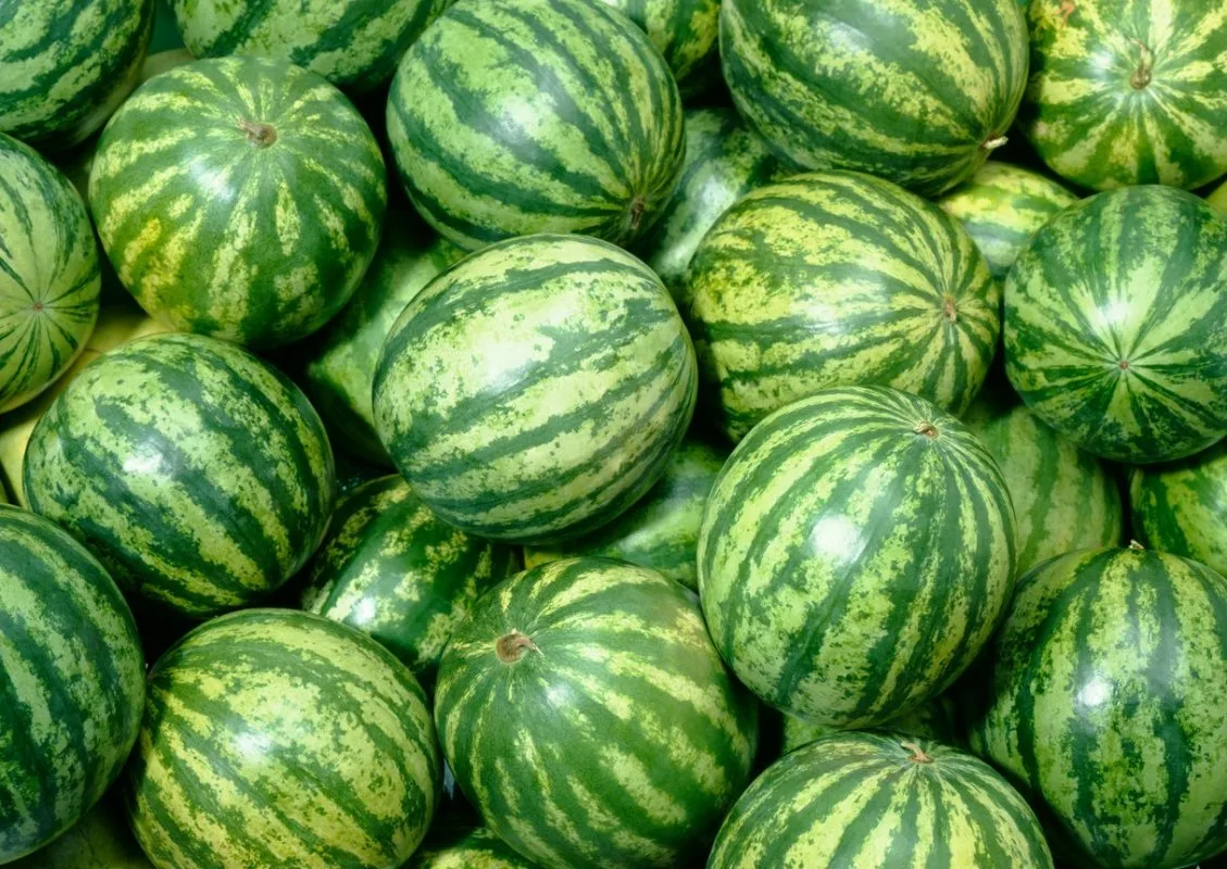 Арбуз