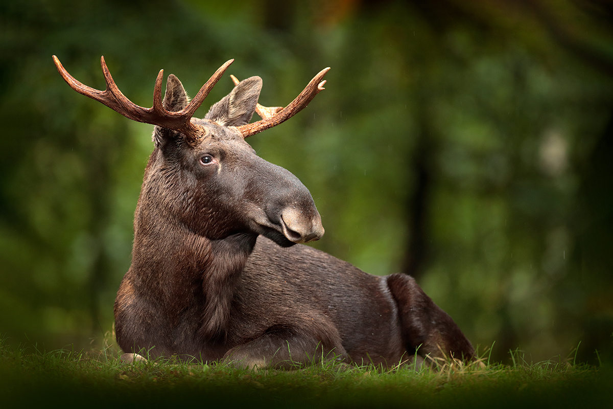    Фото: Ondrej Prosicky / Shutterstock.com