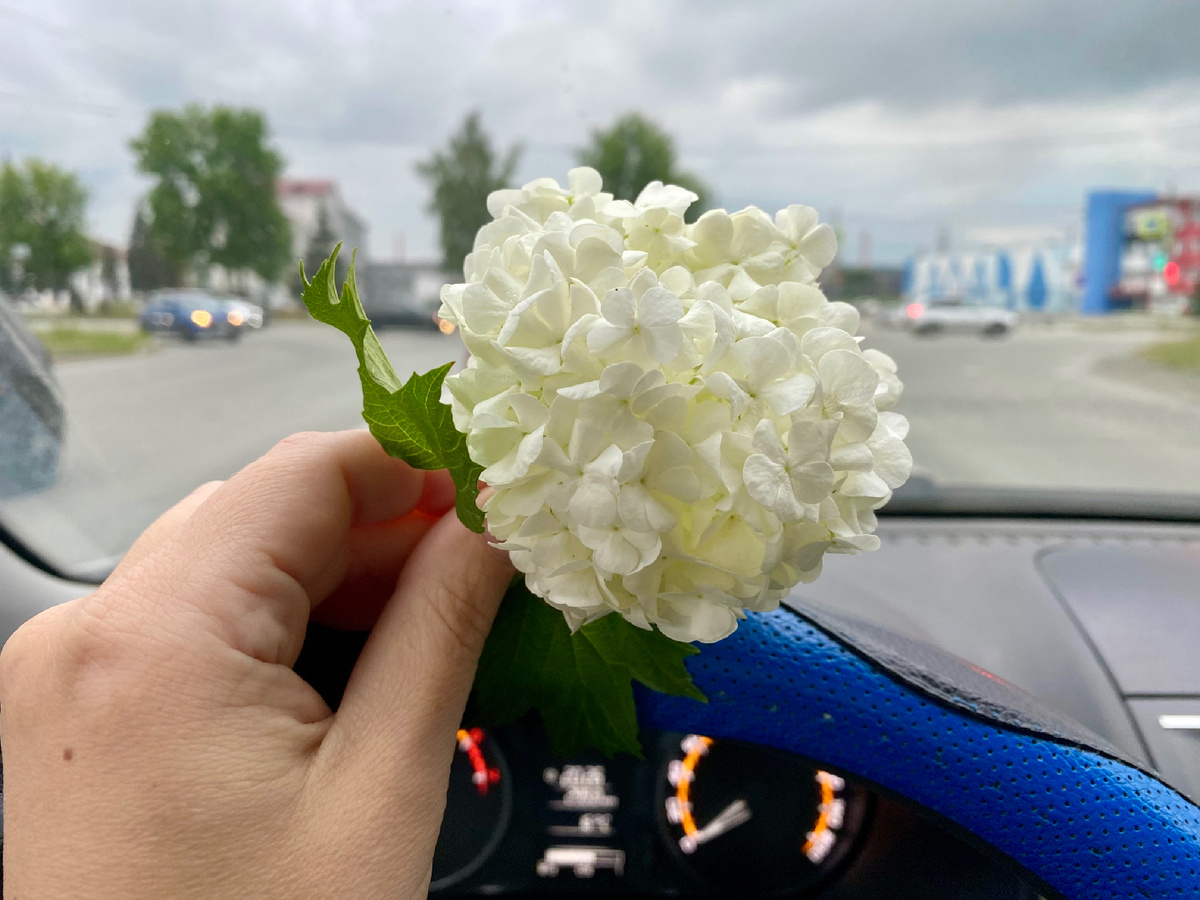 Пассажир подарил прямо с клумбы 