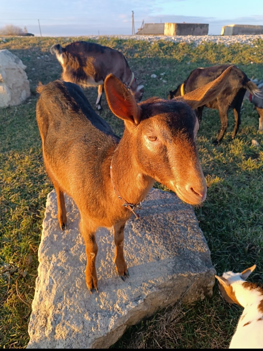 Невеста