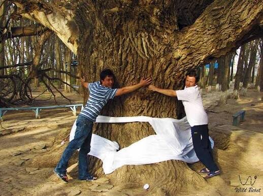 Источник фото: https://wildticketasia.com/ru/594-aulie-agash-sacred-tree.html 