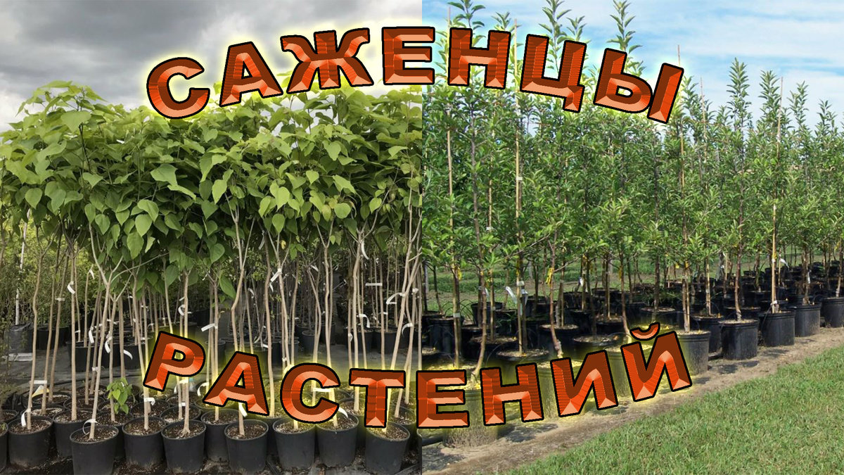 Молодые растения.