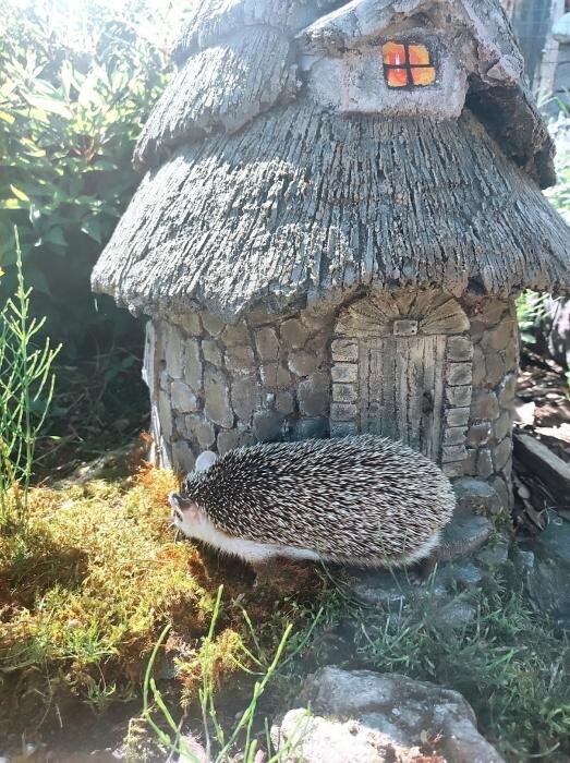 В псковском подворье «Птичий дворик» поселились два карликовых африканских ёжика
Фото: псковское подворье «Птичий дворик»
