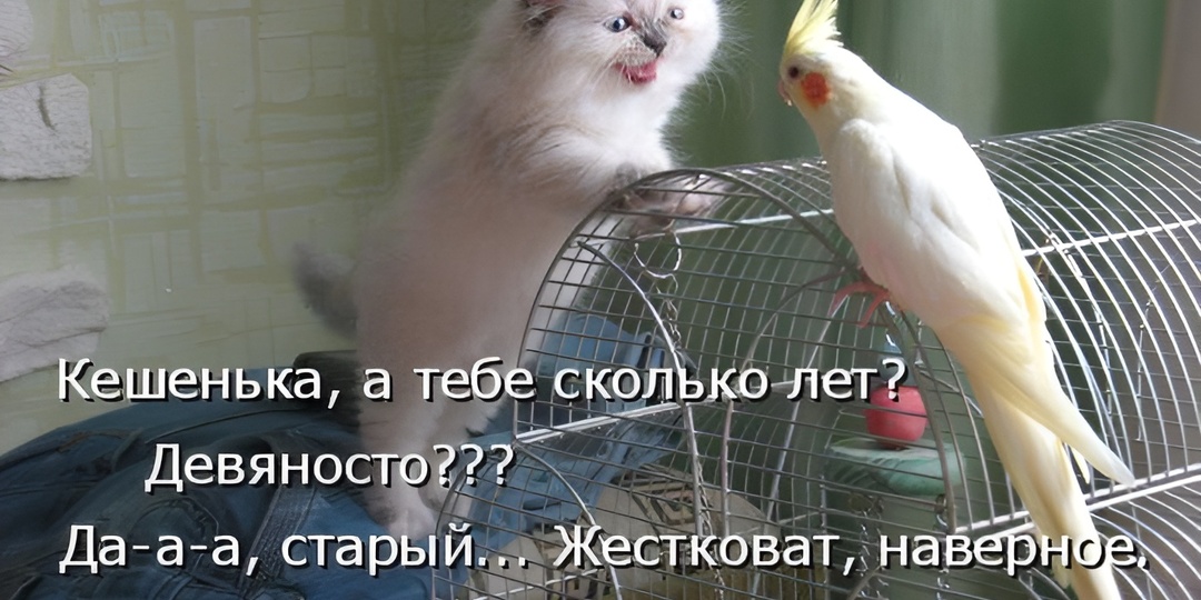 Мемы с котиками для отличного настроения: 15 смешных фото про кошачье доверие